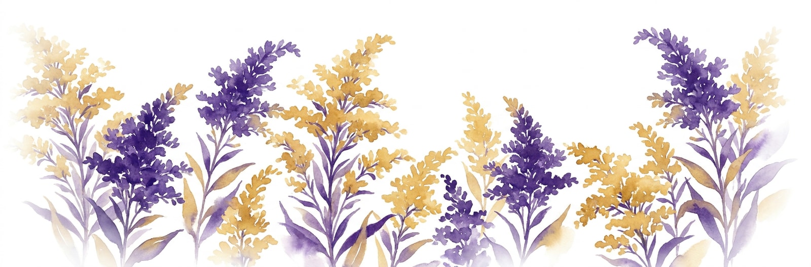 Nebraska state flower illustration