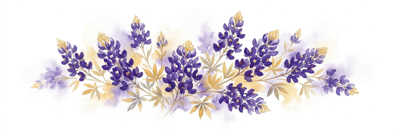 Texas state flower illustration