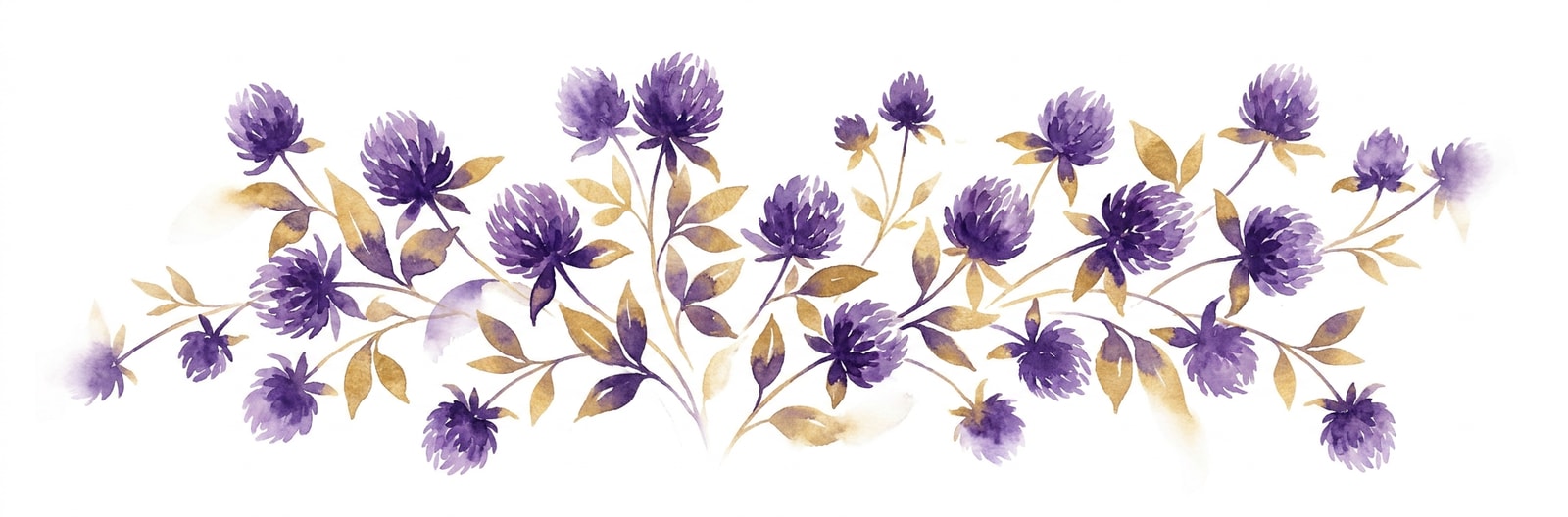 Vermont state flower illustration