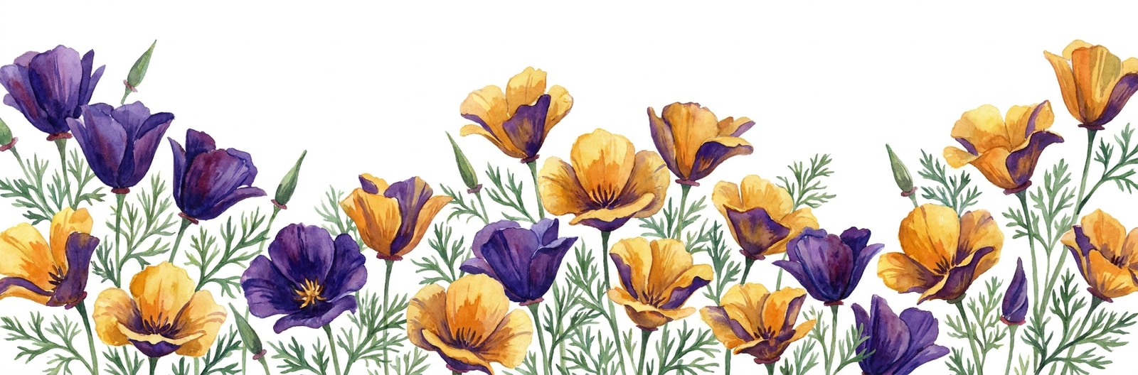 California state flower illustration