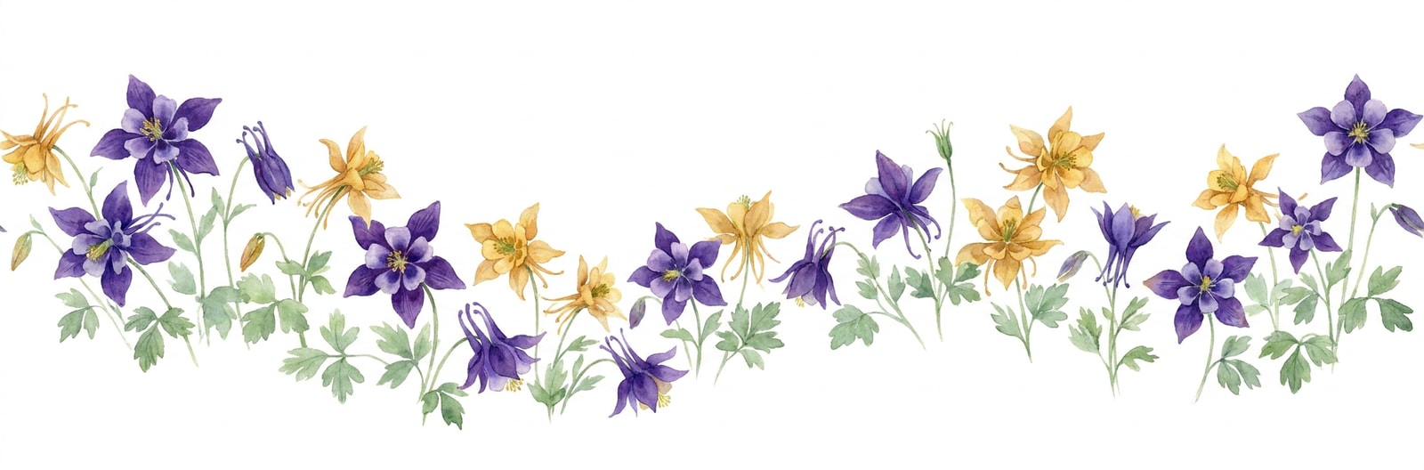Colorado state flower illustration