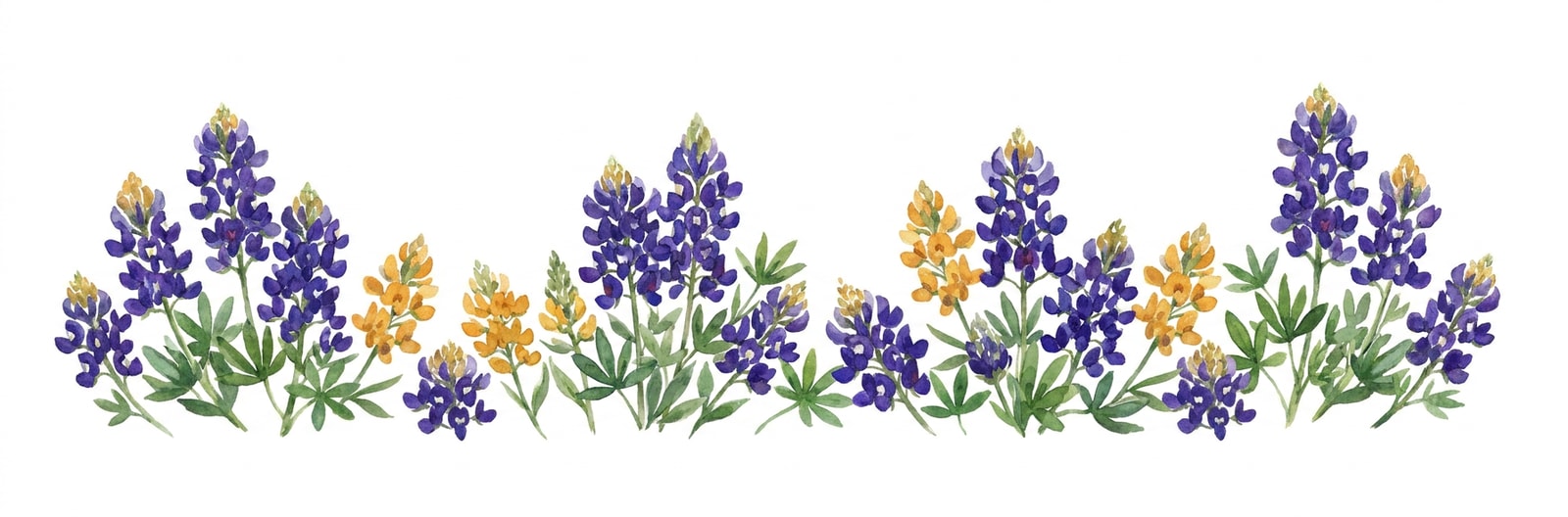Texas state flower illustration