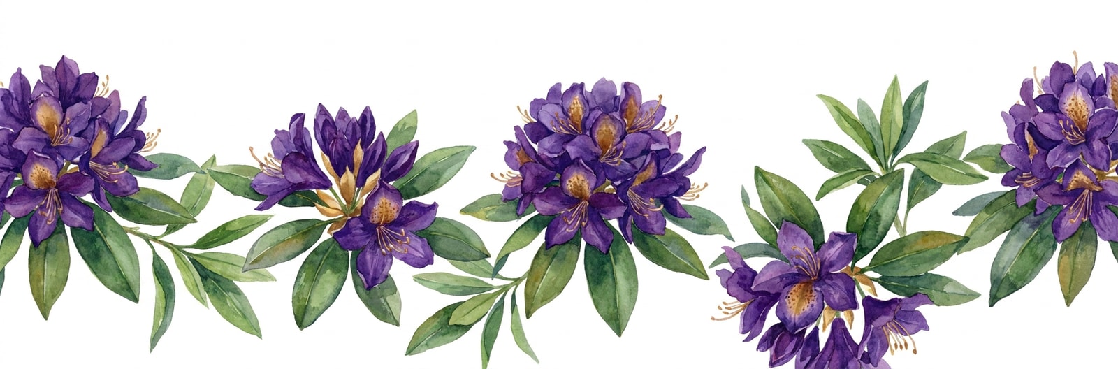 Washington state flower illustration